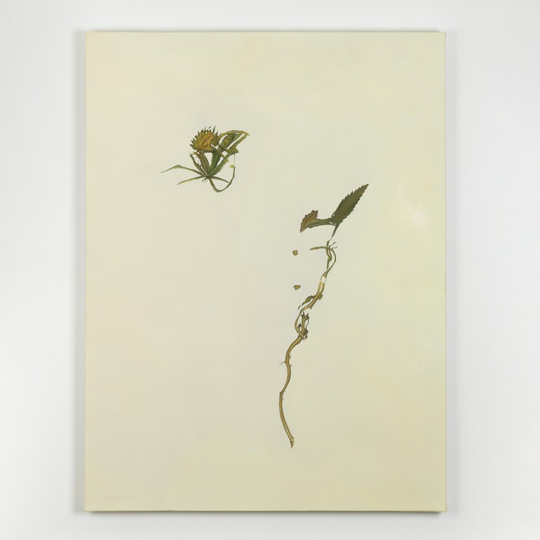 Aurèce Vettier - « potential hemp » (family)